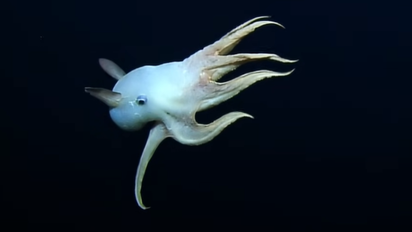 El animal de otro planeta que apareció en el Mar Argentino: así es el asombroso pulpo 