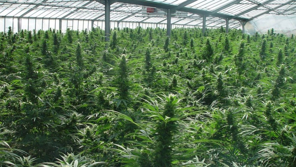 La iniciativa será presentada en la Cámara de Diputados de la Nación por el diputado socialista, Enrique Estévez, y en la elaboración de la propuesta contó con la participación de la organización cannábica rosarina AUPAC.