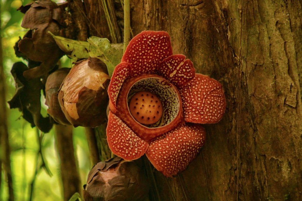 Flor monstruo de Indonesia.