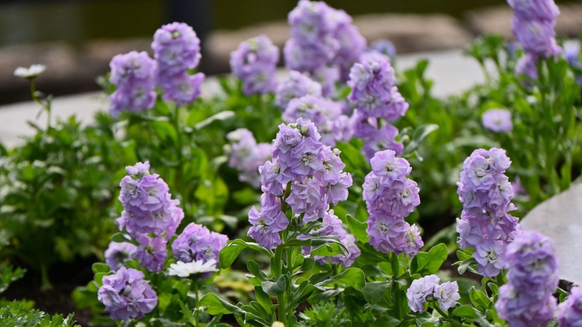 Sus flores aromáticas llenan de color jardines y balcones durante meses. Sus flores aromáticas llenan de color jardines y balcones durante meses.