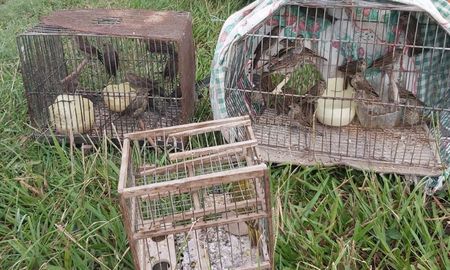 Las aves iban adentro de un automóvil Ford Fiesta. Las aves iban adentro de un automóvil Ford Fiesta.