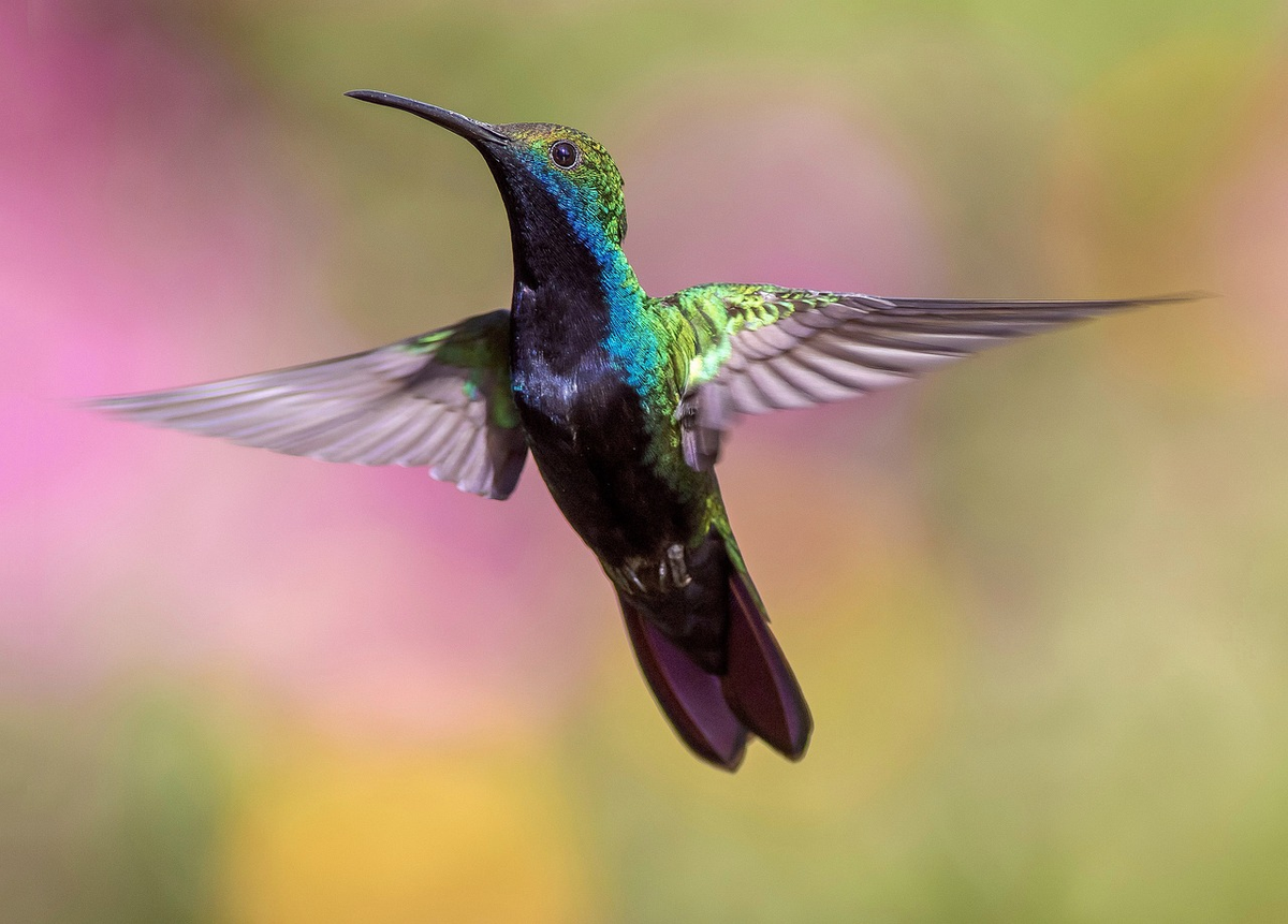 La visita de un colibrí a tu casa guarda un significado muy especial.