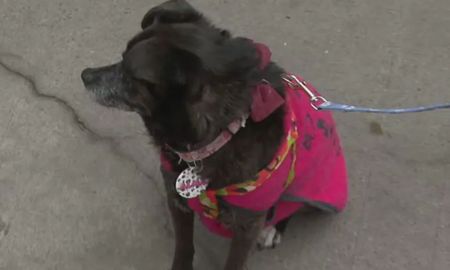 Denuncian envenenamiento masivo de mascotas en Buenos Aires.