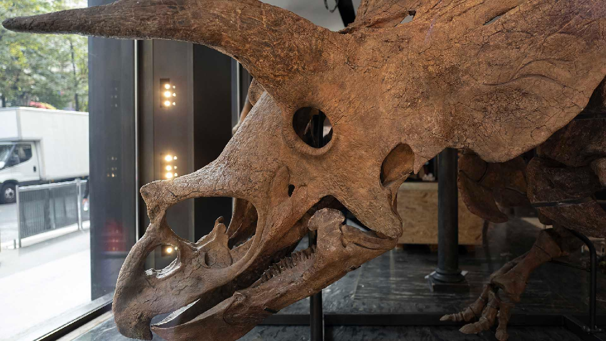 El triceratops fue descubierto por el ge&oacute;logo Walter W. Stein Bill en mayo de 2014.