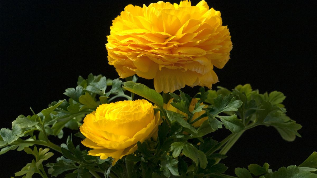 El ranúnculo se planta durante los meses fríos para que pueda desarrollar sus raíces antes de florecer. El ranúnculo se planta durante los meses fríos para que pueda desarrollar sus raíces antes de florecer.