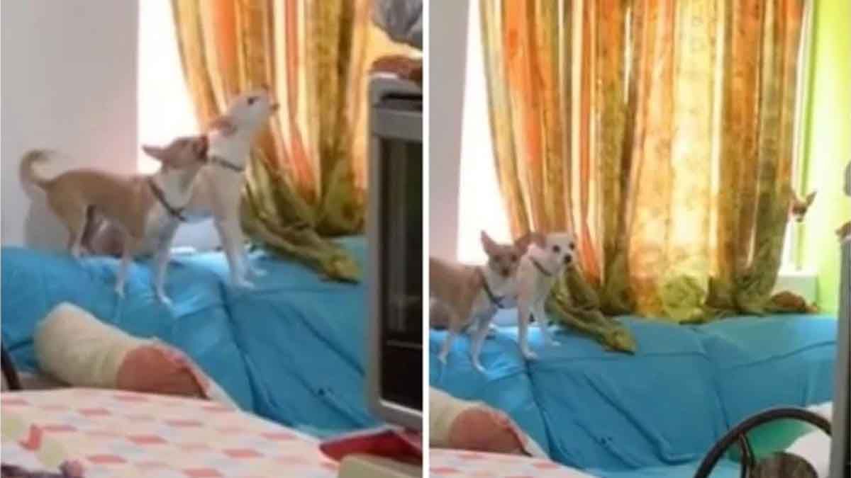 Dej&oacute; una c&aacute;mara y capta que hacen los perros cuando los dejas solos en casa