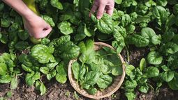 altText(Ni hervida ni salteada: la mejor forma de cocinar espinaca para que mantenga sus propiedades)}