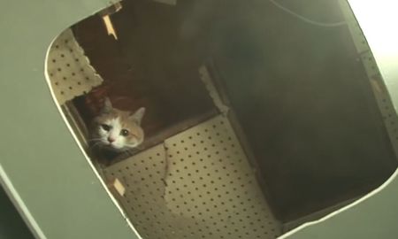 rescataron a un gato que paso dos anos atrapado en la pared de un centro comercial rescataron a un gato que paso dos anos atrapado en la pared de un centro comercial