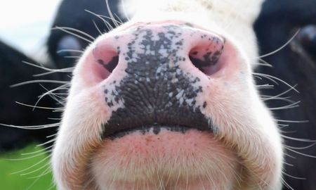 el morro como dni: la tecnologia agtech que puede revolucionar la trazabilidad bovina el morro como dni: la tecnologia agtech que puede revolucionar la trazabilidad bovina