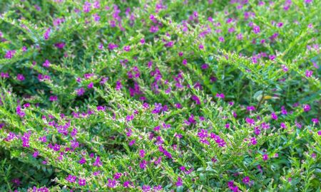 Flores resistentes al sol directo que mantienen su color durante todo el verano. Flores resistentes al sol directo que mantienen su color durante todo el verano.