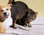 desmienten el mito sobre la rivalidad innata entre perros y gatos desmienten el mito sobre la rivalidad innata entre perros y gatos