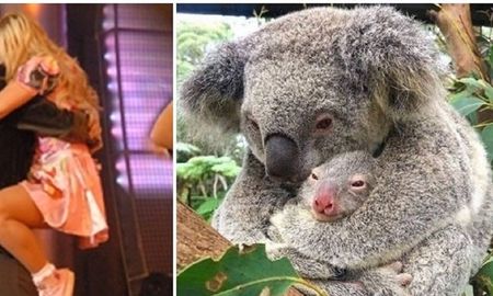 rocio marengo, la reina del koala, se solidarizo con su especie rocio marengo, la reina del koala, se solidarizo con su especie