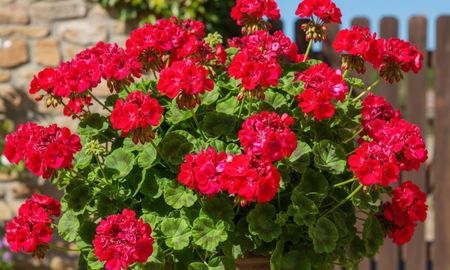 Cómo revivir un malvón y lograr que vuelva a llenar de color tu jardín. Cómo revivir un malvón y lograr que vuelva a llenar de color tu jardín.
