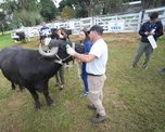 Entidades que engloban a productores de ganado y frigoríficos rechazaron una iniciativa del ministro de Desregulación, Federico Sturzenegger.
