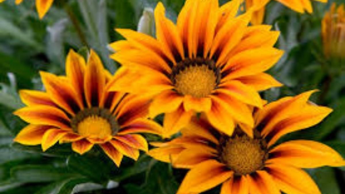 Es una de las plantas más recomendadas para jardines secos, balcones soleados y macetas pequeñas. Es una de las plantas más recomendadas para jardines secos, balcones soleados y macetas pequeñas.