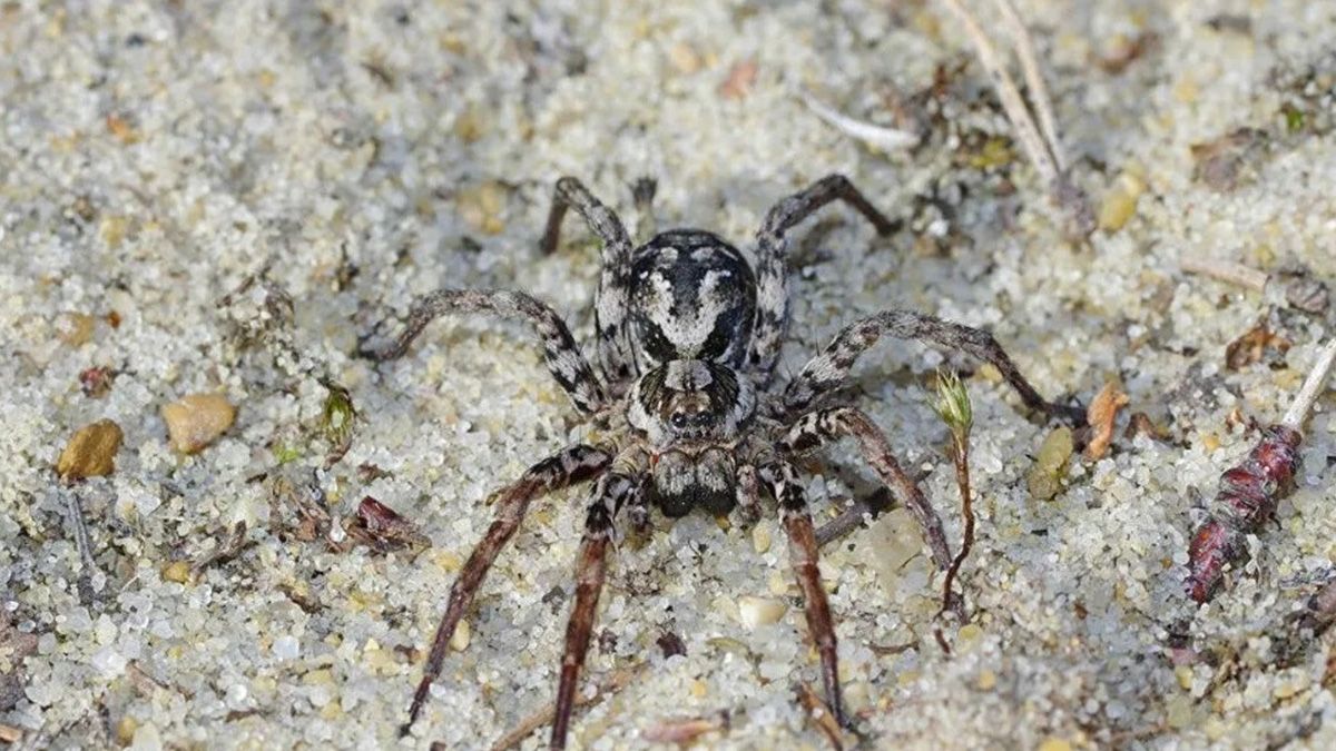 Se trata de una especie en peligro crítico