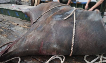 video viral: capturan un raro y monstruoso pez de 900 kilos en la india video viral: capturan un raro y monstruoso pez de 900 kilos en la india
