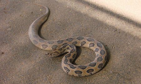 video: asi lucharon una cria de vibora y un ciempies video: asi lucharon una cria de vibora y un ciempies