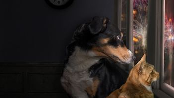 Pirotecnia, una tradición que pasó a estar prohibida: cuando celebrar tiene consecuencias