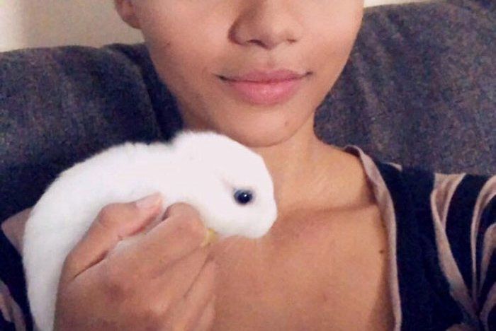 Conejita nació sin orejas y su dueña le hace unas prótesis muy adorables