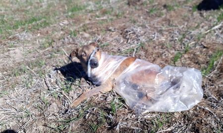 Así encontraron a Ángel. La denuncia policial indica que el dueño quiso ahorcarlo y le ató el hocico con un plástico para que no pudiera alimentarse ni ladrar. Así encontraron a Ángel. La denuncia policial indica que el dueño quiso ahorcarlo y le ató el hocico con un plástico para que no pudiera alimentarse ni ladrar.
