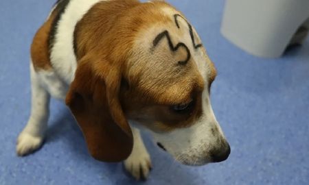 Los utilizaron para experimentos y ahora van a sacrificarlos: son 38 cachorros de beagle Los utilizaron para experimentos y ahora van a sacrificarlos: son 38 cachorros de beagle