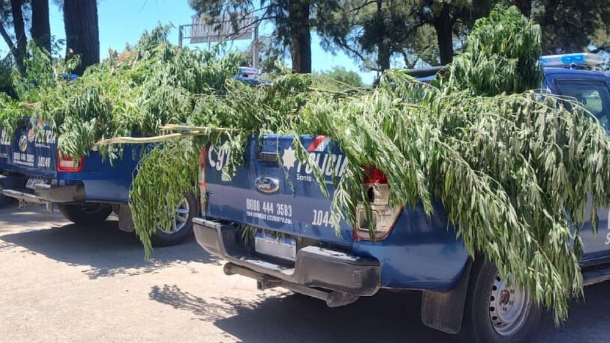 168 plantas de marihuana fueron secuestradas en dos viviendas del barrio Villa Oculta de la ciudad de Santa Fe.