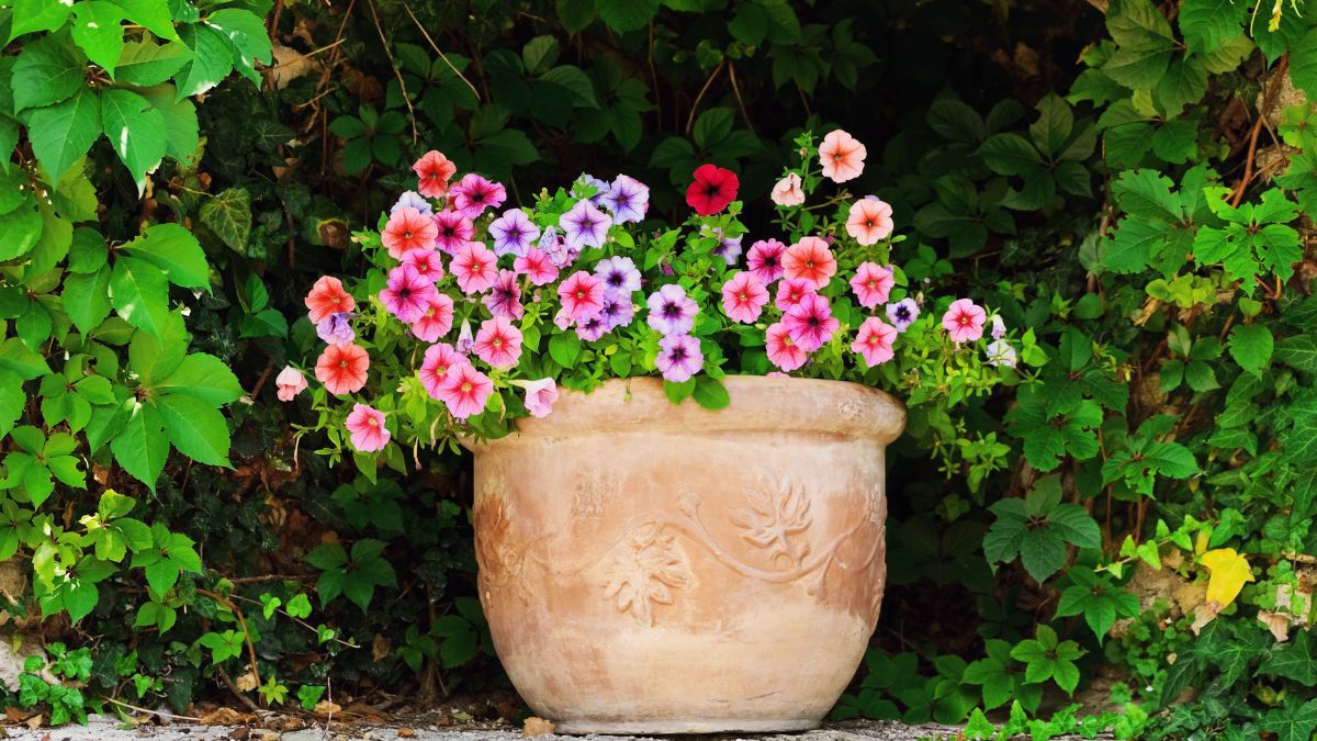 La petunia trepadora es ideal para adornar balcones. La petunia trepadora es ideal para adornar balcones.