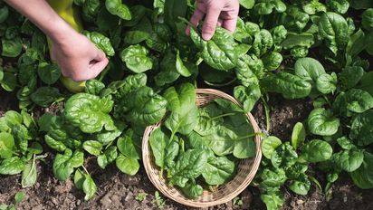 Ni hervida ni salteada: la mejor forma de cocinar espinaca para que mantenga sus propiedades