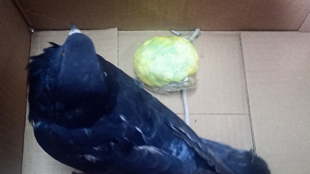 Luego de los análisis de la sustancia que había en el nylon encontrado se pudo determinar que se trataban de envoltorios que contenían