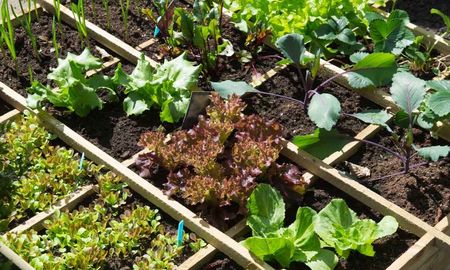 Estas plantas se siembran en primavera y se cosechan en verano. Estas plantas se siembran en primavera y se cosechan en verano.