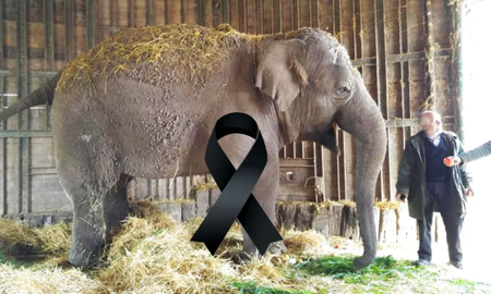 Murió Sharima, la elefanta que seguía encerrada en el clausurado zoológico de Luján Murió Sharima, la elefanta que seguía encerrada en el clausurado zoológico de Luján