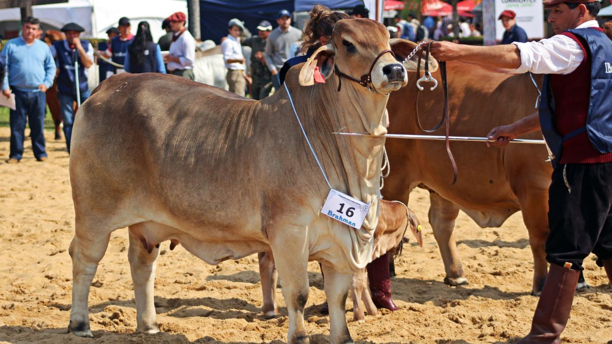 Brahman, una raza para dar respuestas al desafío climático. Brahman, una raza para dar respuestas al desafío climático.