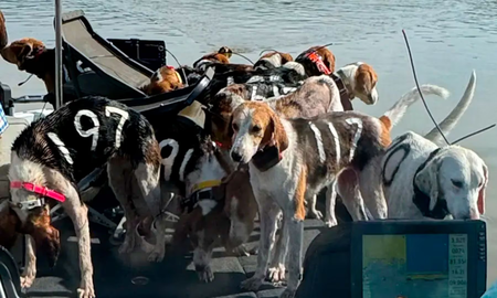 Dos pescadores rescataron 38 perros flotando en un río de Estados Unidos. Dos pescadores rescataron 38 perros flotando en un río de Estados Unidos.