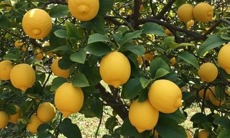 La época ideal para plantar un limonero. La época ideal para plantar un limonero.