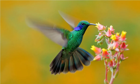 La visita de un colibrí puede estar relacionada con algún mensaje espiritual. visibility La visita de un colibrí puede estar relacionada con algún mensaje espiritual. visibility