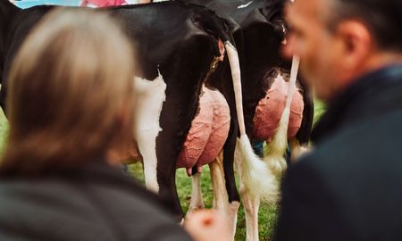 juras holando argentino en la expo rural de rafaela: ganadores, remates y valores destacados juras holando argentino en la expo rural de rafaela: ganadores, remates y valores destacados