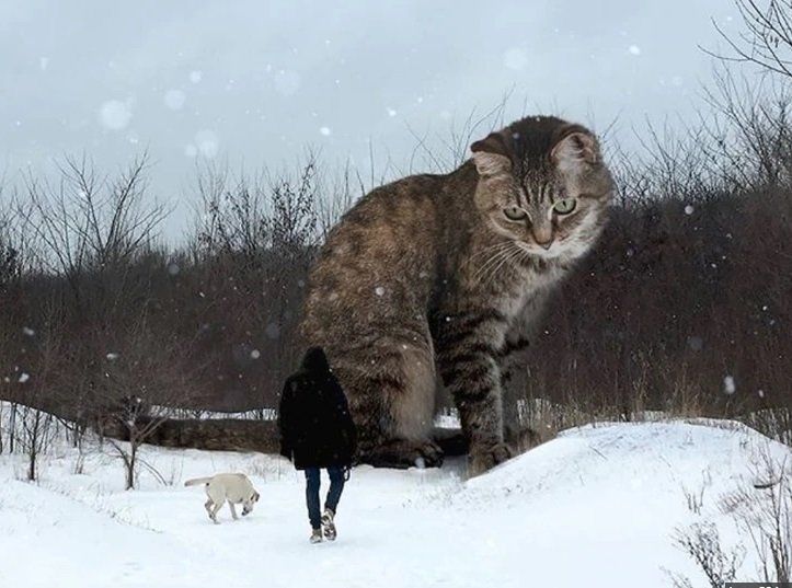 Gatos “gigantes” “invaden” Rusia con el arte del instagramer Odnoboko