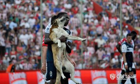 fallecio robertito, el perro que jugo para union por unos minutos fallecio robertito, el perro que jugo para union por unos minutos