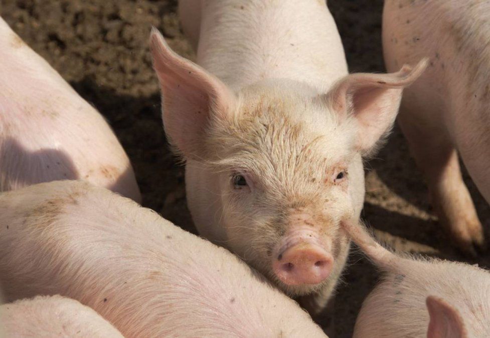 Científicos detectan en China una nueva gripe que podría convertirse en la nueva pandemia tras el COVID-19