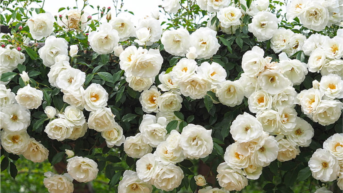 Significado de las rosas blancas: la flor de la inocencia y el duelo