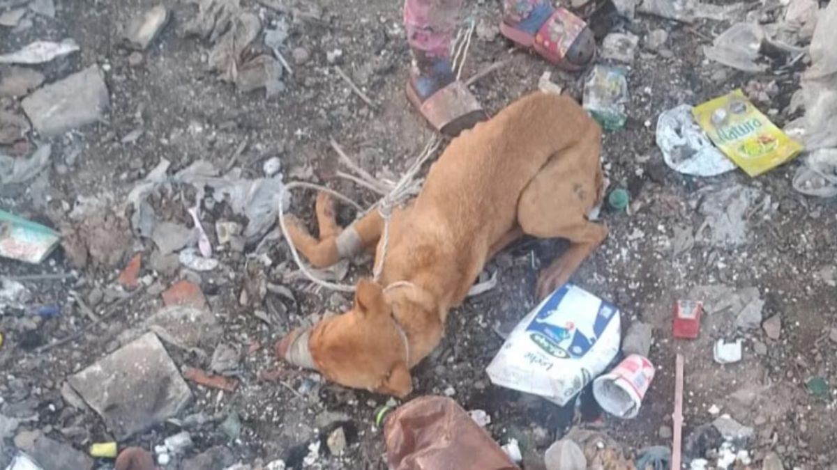 Un joven fue acusado de un presunto abuso sexual a una perrita en Santiago del Estero.