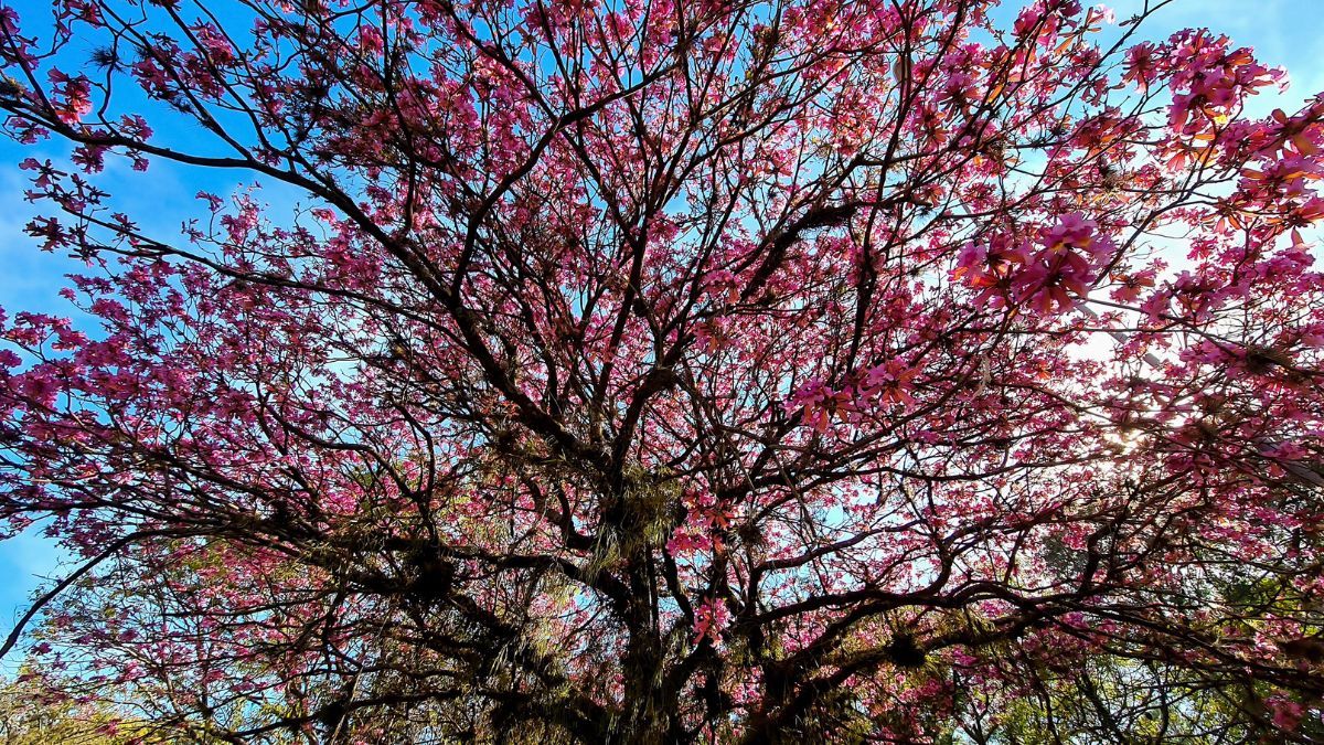 Con un recipiente amplio y buen drenaje, el cresp&oacute;n puede crecer durante a&ntilde;os en patios y terrazas.