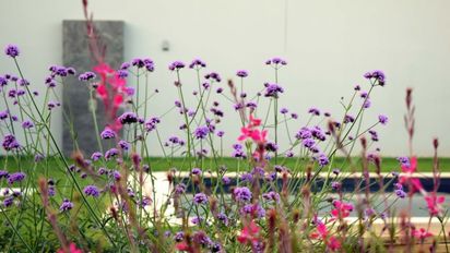 Flores que resisten el calor: tres plantas ideales para sembrar en diciembre
