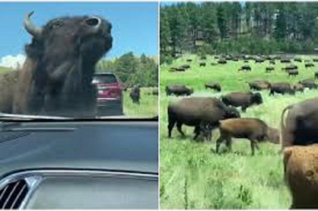 Viral: vehículos quedaron atrapados en medio de una migración de bisontes.