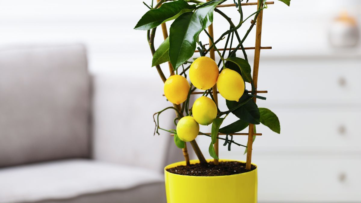 Tener un árbol de limón en casa en el interior de la casa es posible.&nbsp;