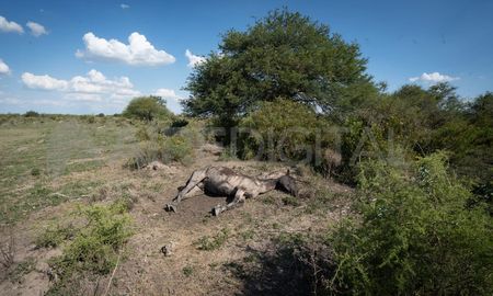 En el norte de la provincia de Santa Fe miles de animales muertos y se perdieron grandes cantidades de granos. En el norte de la provincia de Santa Fe miles de animales muertos y se perdieron grandes cantidades de granos.
