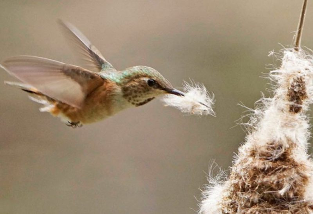 La hembra del colibrí fabrica el nido donde criará a los pichones.