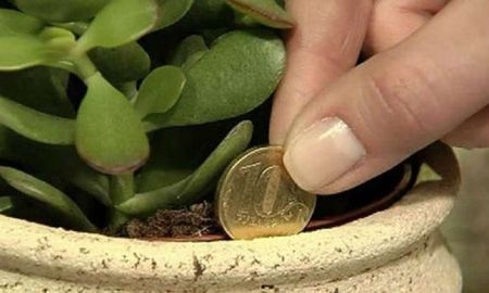amuletos verdes: cinco plantas con buena energia que dan buena suerte amuletos verdes: cinco plantas con buena energia que dan buena suerte