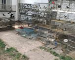 rescataron 300 aves que eran comercializadas ilegalmente